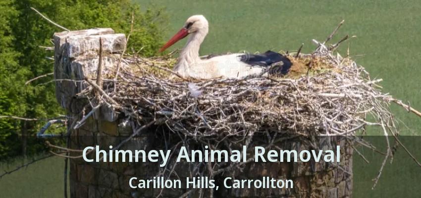 Chimney Animal Removal Carillon Hills, Carrollton - TX