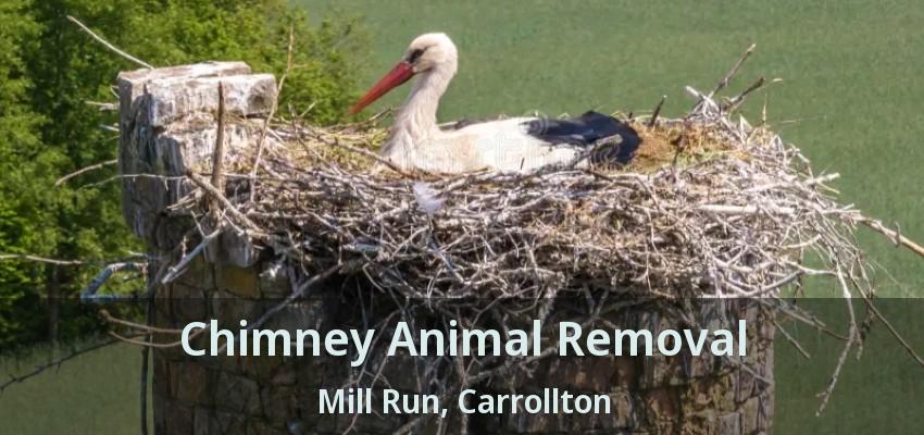 Chimney Animal Removal Mill Run, Carrollton - TX