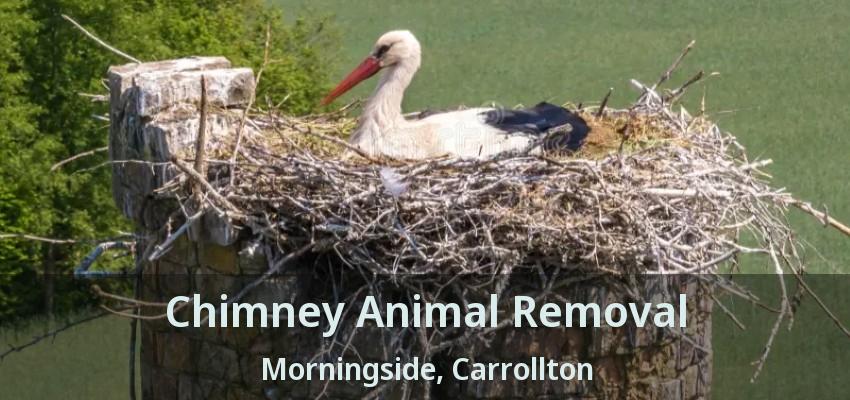 Chimney Animal Removal Morningside, Carrollton - TX