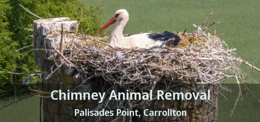 Chimney Animal Removal Palisades Point, Carrollton - TX