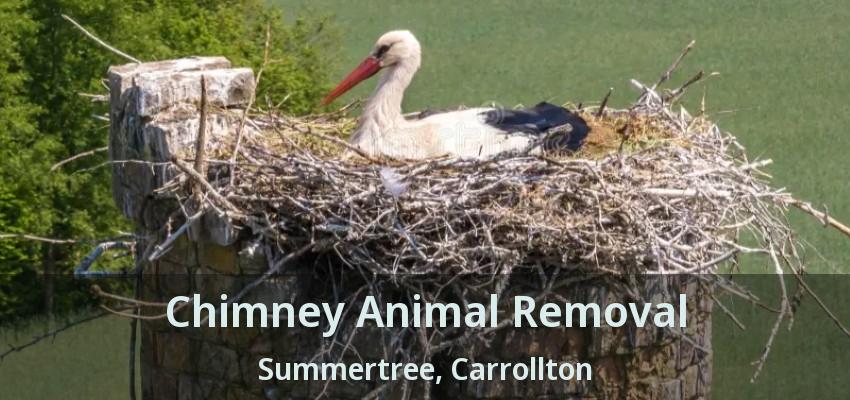 Chimney Animal Removal Summertree, Carrollton - TX