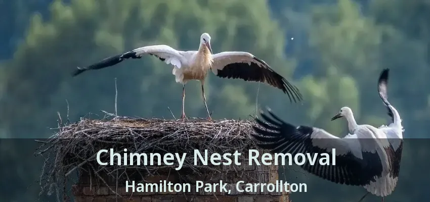 Chimney Nest Removal Hamilton Park, Carrollton - TX