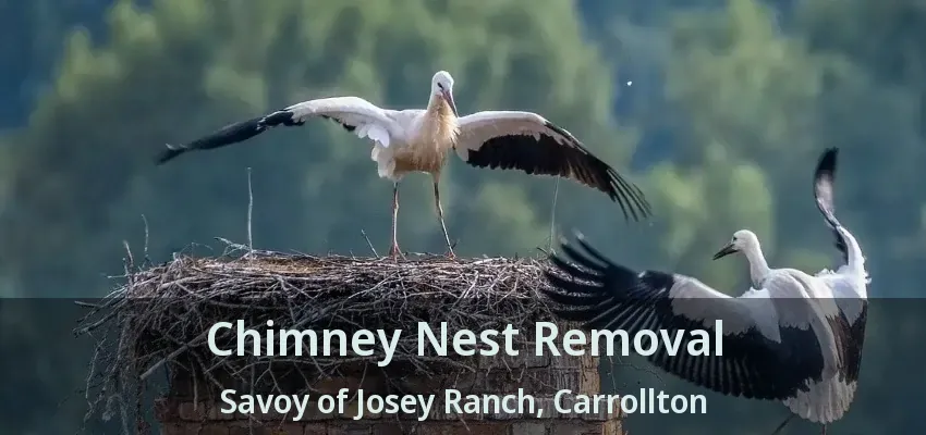 Chimney Nest Removal Savoy of Josey Ranch, Carrollton - TX