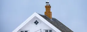 Chimney Nest Removal Carrollton